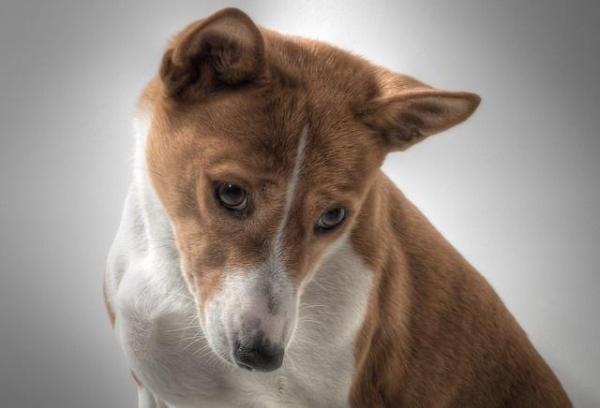 Comment enlever l'odeur d'urine de chien dans la maison