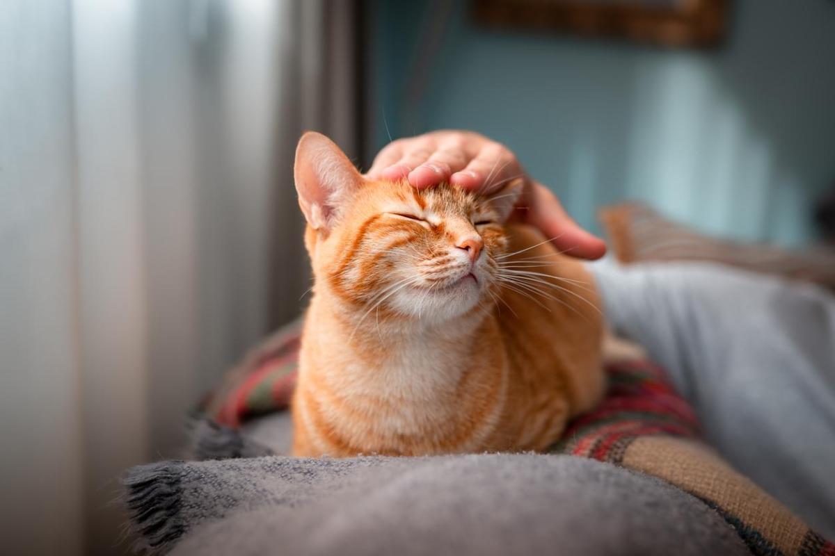 Comment savoir si mon chat est heureux