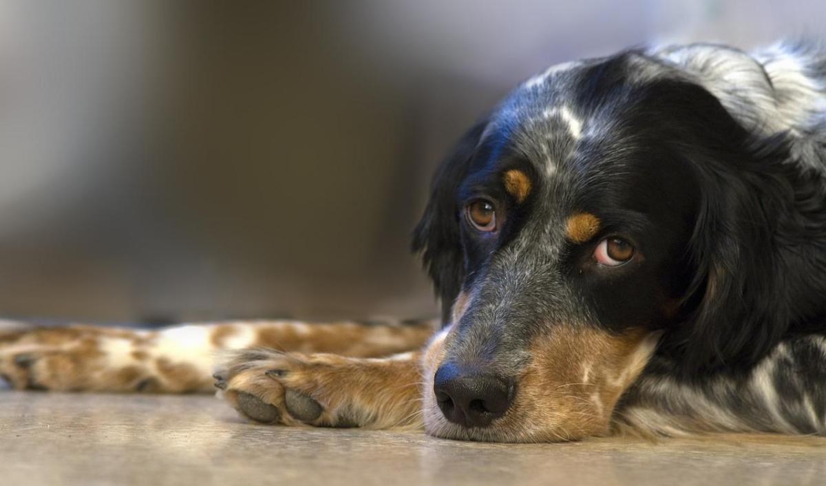 Que peut manger un chien avec une gastrite
