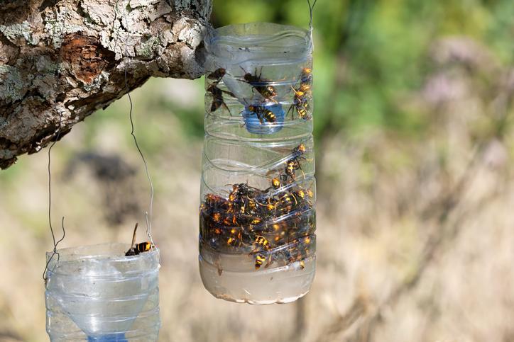 Comment FABRIQUER un piège à FRELONS ASIATIQUES avec une BOUTEILLE