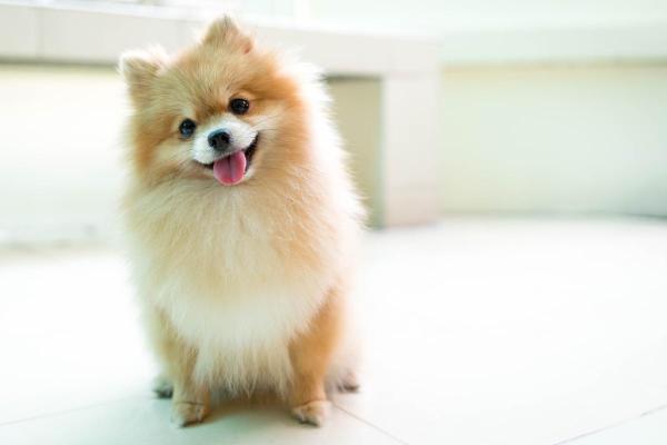 Race de chien qui ressemble à un renard - Poméranien