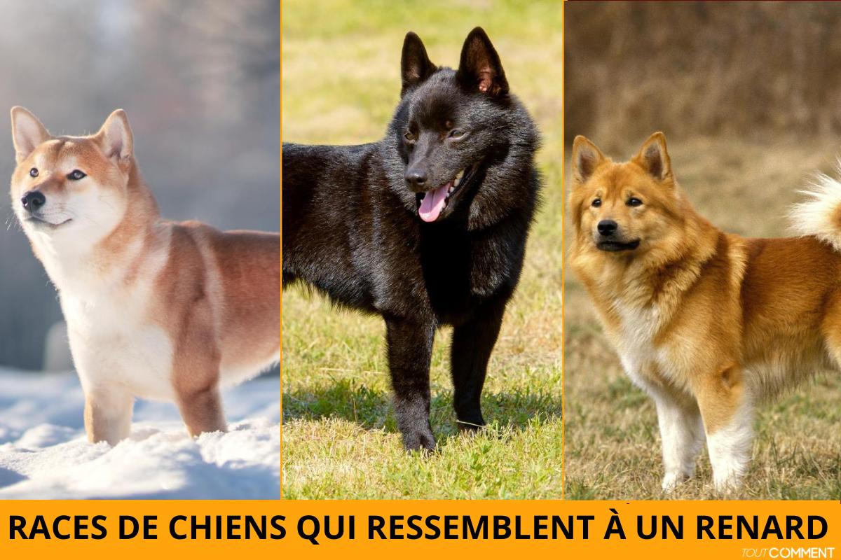 Race de chien qui ressemble à un renard