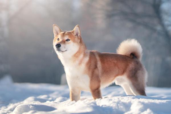 10 Races De Chien Qui Ressemblent Un Renard