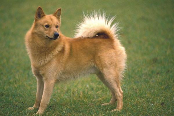 Race de chien qui ressemble à un renard - Spitz finlandais