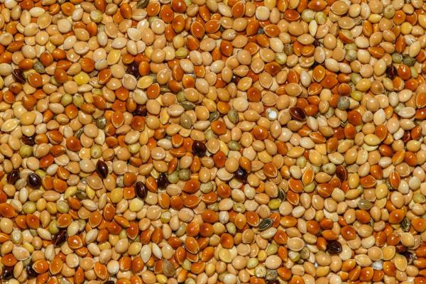 Pseudo-céréales : liste et bienfaits - Caractéristiques des pseudo-céréales