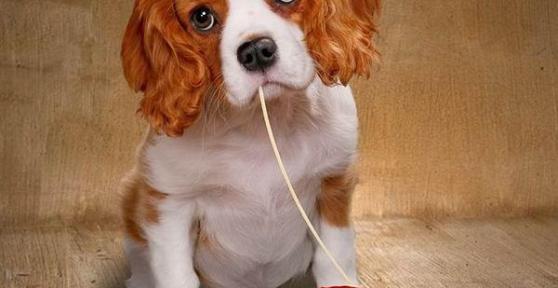 Pourquoi les chiens ne peuvent pas manger de tomates