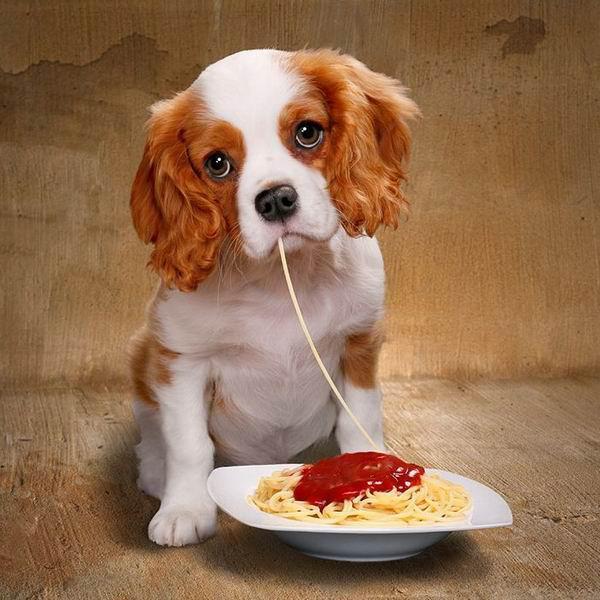 Pourquoi les chiens ne peuvent pas manger de tomates
