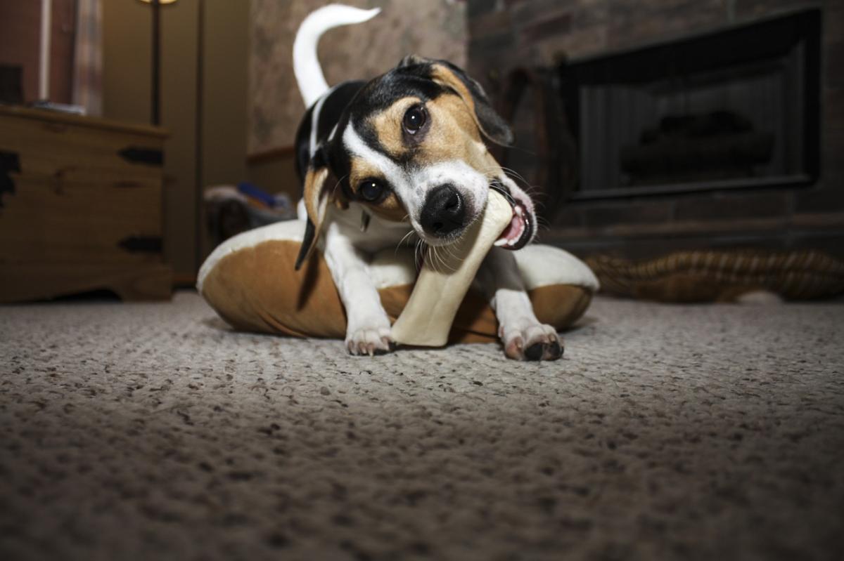 Comment empêcher un chien de mordre