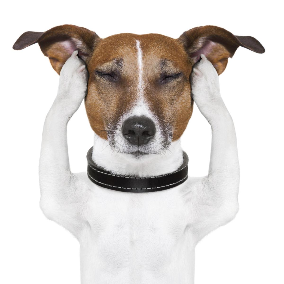 Remèdes maison pour soigner une otite chez un chien