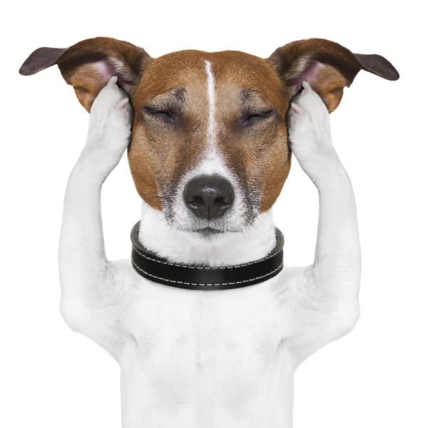 Remèdes maison pour soigner une otite chez un chien