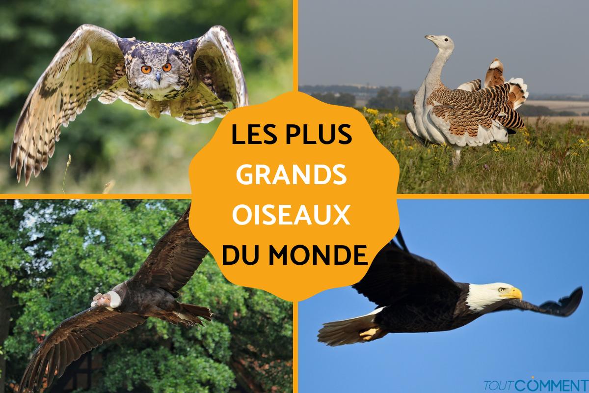 Quels sont les plus grands oiseaux du monde
