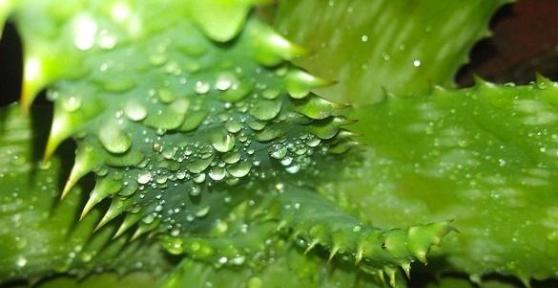 Comment utiliser l'aloe vera pour soigner les hémorroïdes