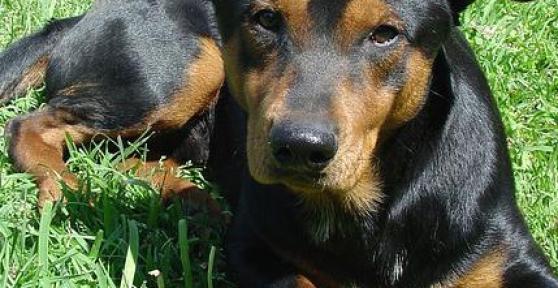 Comment traiter la gale chez les chiens avec des remèdes naturels