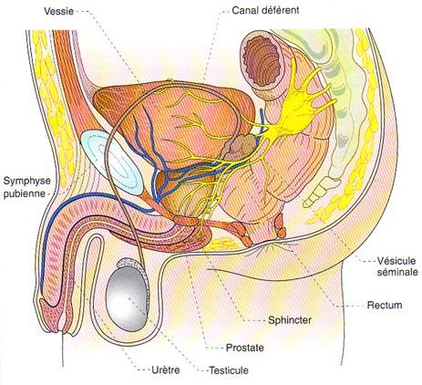 Comment examiner la prostate soi-même