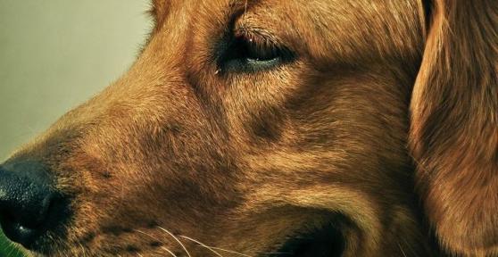 Que faire si mon chien ne veut pas manger