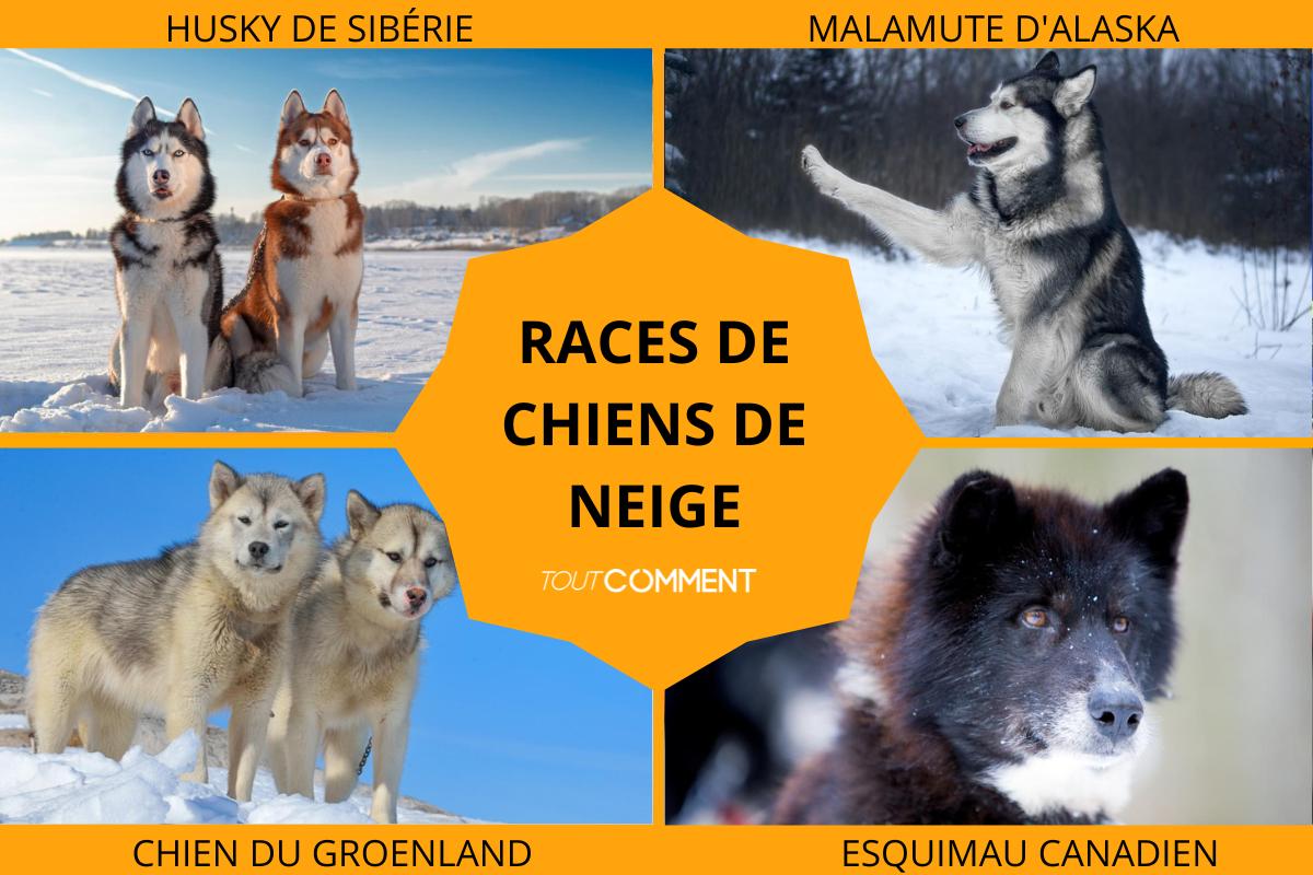 Races de chiens de neige