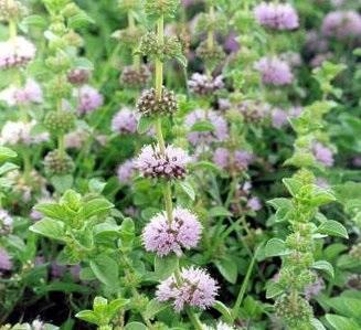 Quels sont les bienfaits de la menthe pouliot