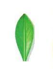 Comment identifier les feuilles des arbres - Feuille entière, ou à bord lisse