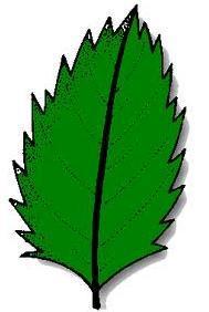 Comment identifier les feuilles des arbres - Feuilles à bord serreté (ou en denté en scie)
