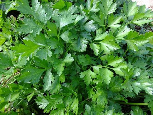 Comment faire du jus de persil - Étape 1