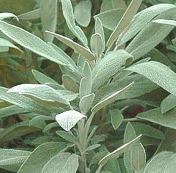 Comment soigner l'asthme avec des remèdes naturels - Étape 4