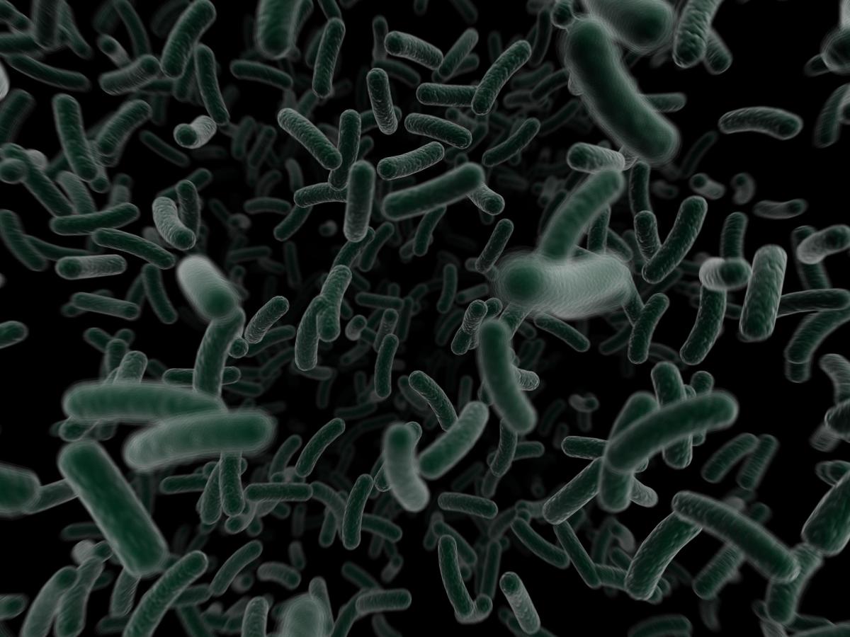 Comment traiter les bactéries enterobacter cloacae