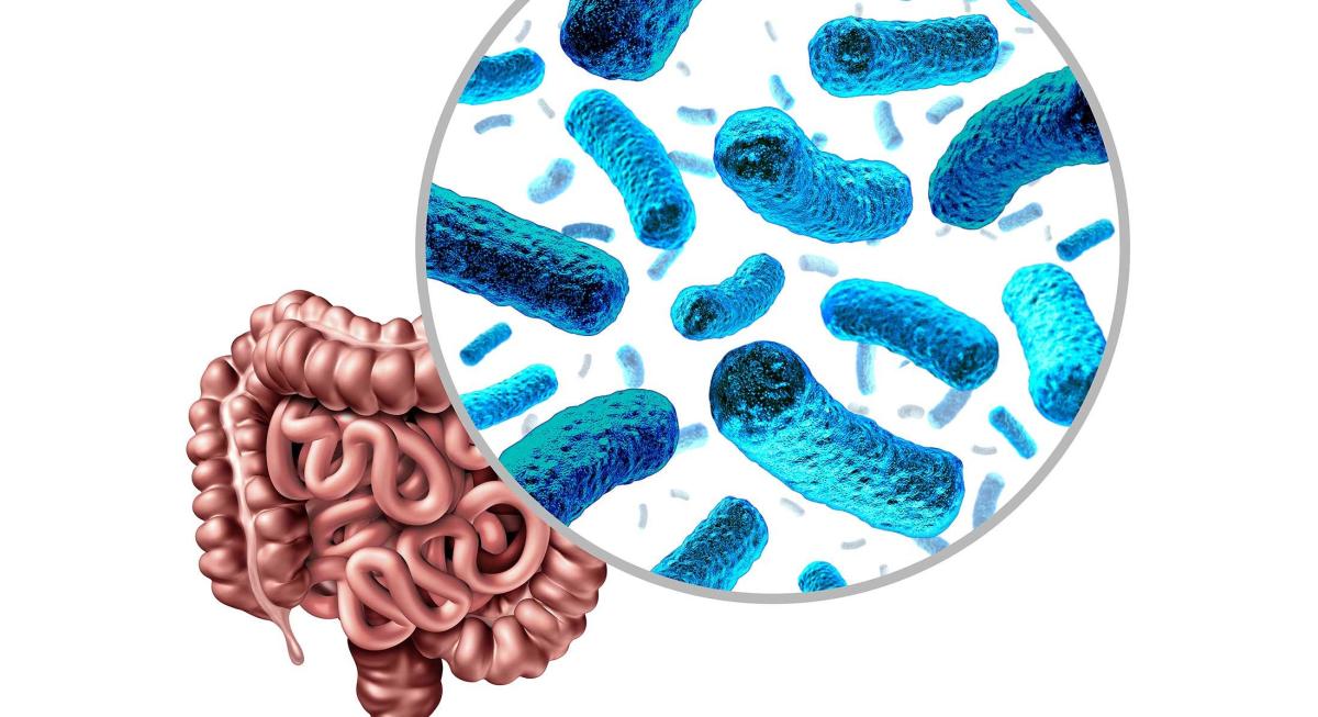 Rôle du microbiote intestinal