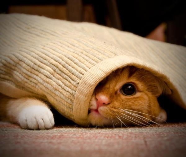 Où peut se cacher un chat