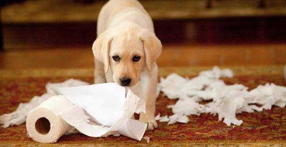 Pourquoi les chiens mangent le papier toilette