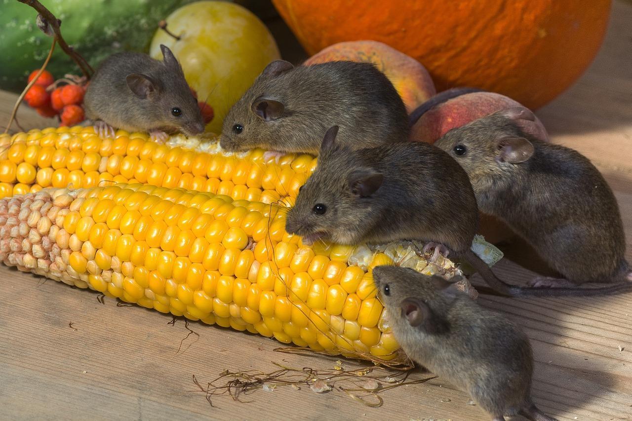 Comment chasser les souris d'une maison - 6 étapes