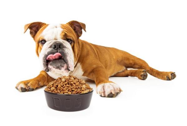 Pourquoi mon chien a toujours faim