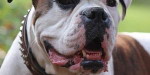Quelle quantité de nourriture pour un Boxer