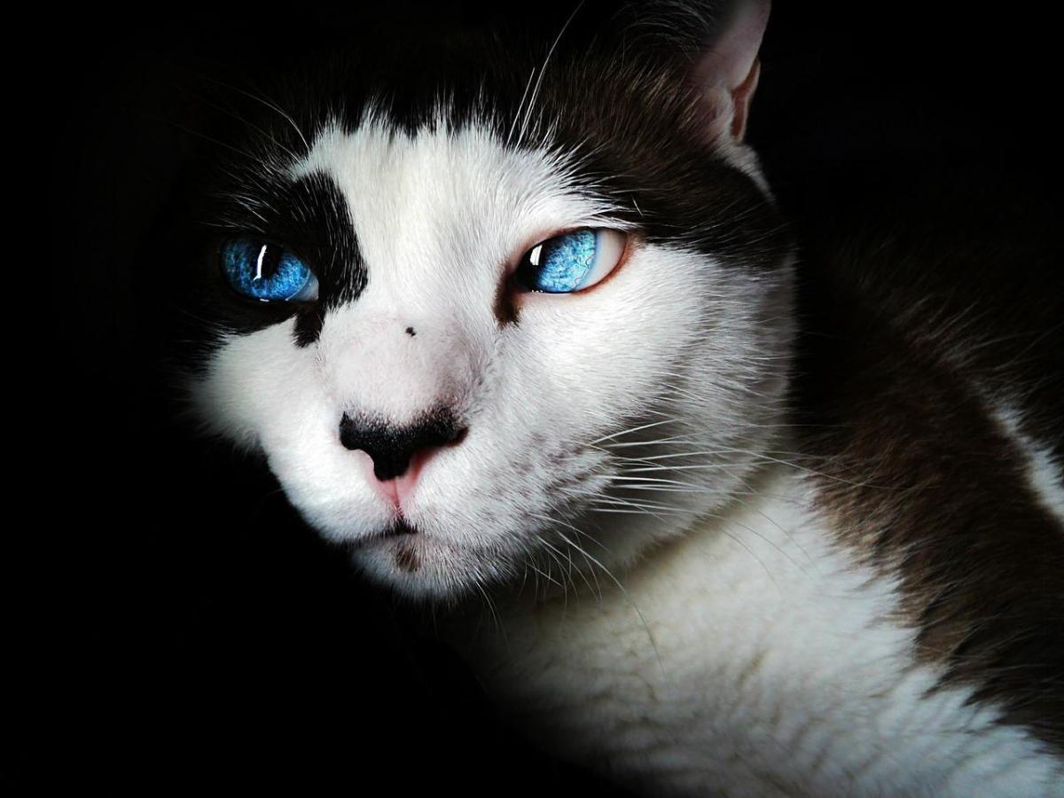 Comment dresser un chat