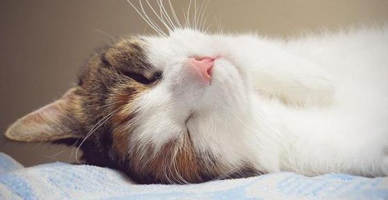 Comment savoir si votre chat a été empoisonné