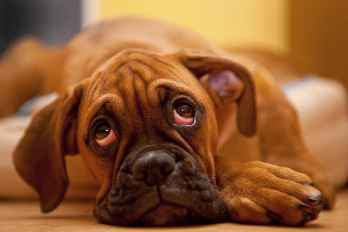 Pourquoi mon chien a les yeux rouges