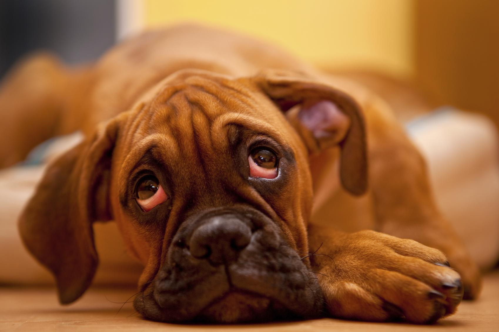 Pourquoi mon chien a les yeux rouges 4 étapes