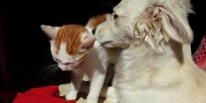 Comment éviter que mon chien attaque les chats