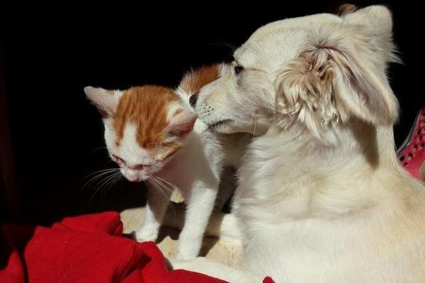 Comment éviter que mon chien attaque les chats