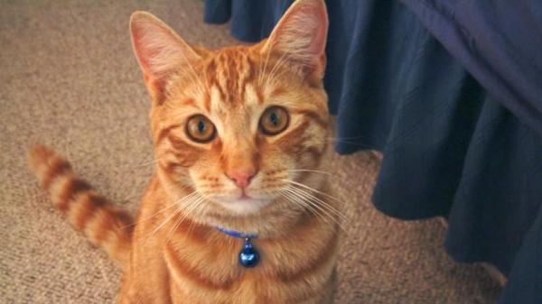 Le collier à clochette est-il mauvais pour votre chat ?