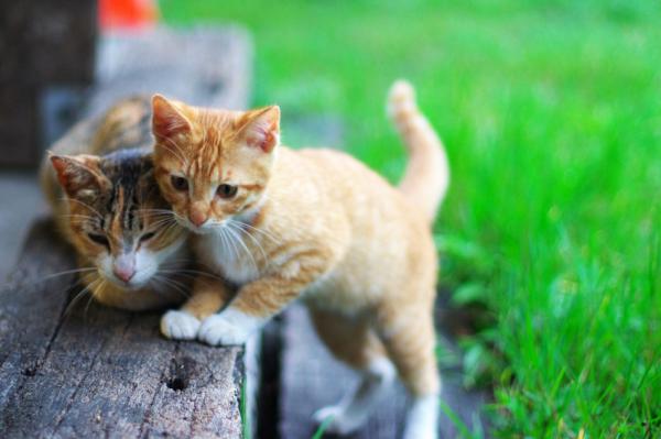 Le collier à clochette est-il mauvais pour votre chat ? - Étape 2