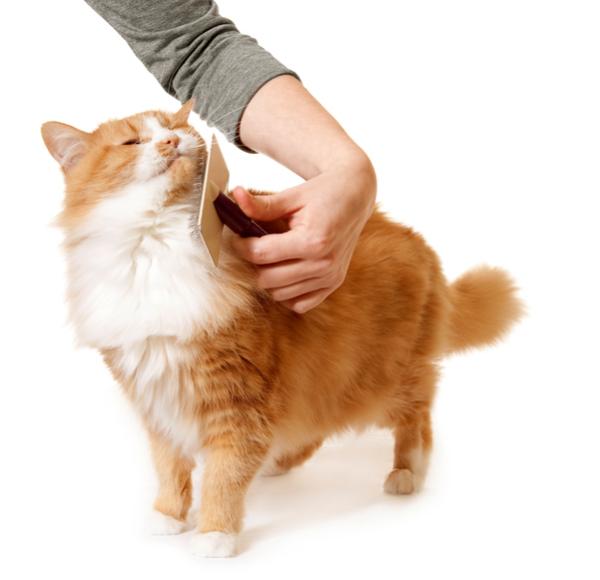 Comment savoir si mon chat a une occlusion intestinale - Comment prévenir une occlusion intestinale chet le chat
