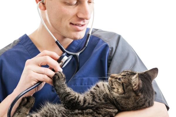 Comment savoir si mon chat a une occlusion intestinale