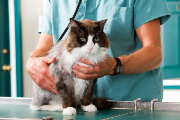 Comment savoir si mon chat a une occlusion intestinale - Les causes de l'obstruction intestinale