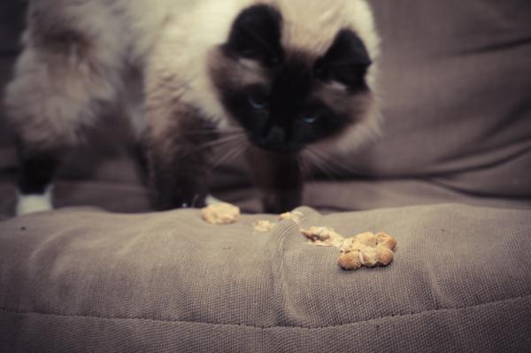 Comment savoir si mon chat a une occlusion intestinale - Les symptômes d'une occlusion intestinale
