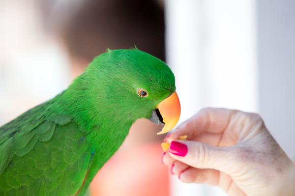 Comment faire parler un perroquet