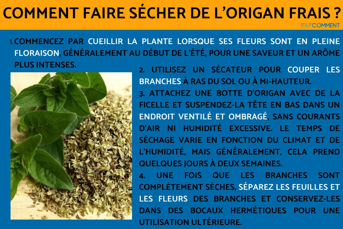 Comment faire sécher de l'origan frais ? - Guide complet
