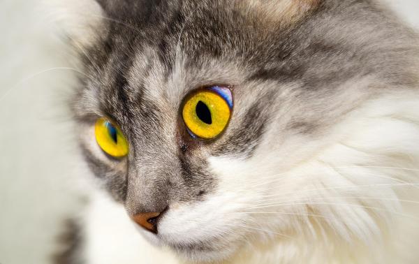 Fièvre chez le chat - Symptômes et causes