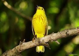 Comment faire en sorte que mon canari chante