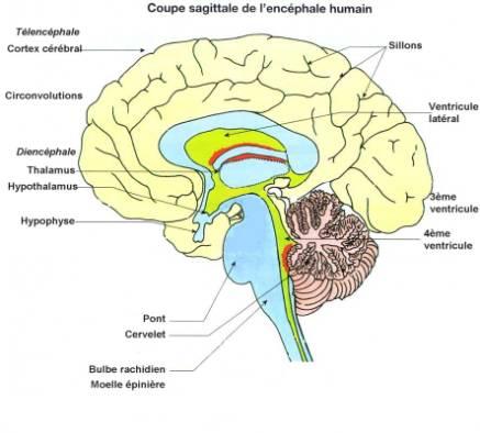 Comment l'alcool agit sur le cerveau - Étape 2