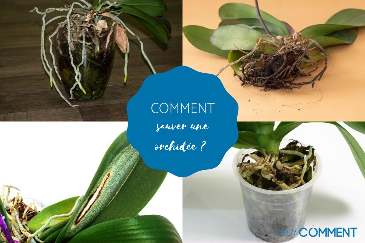 Comment sauver une orchidée